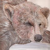 orso